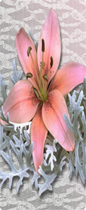 Pink Lily